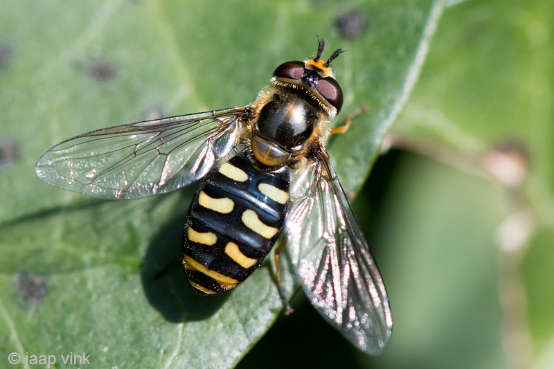 Syrphidae - Grote Kommazweefvlieg - Eupeodes luniger