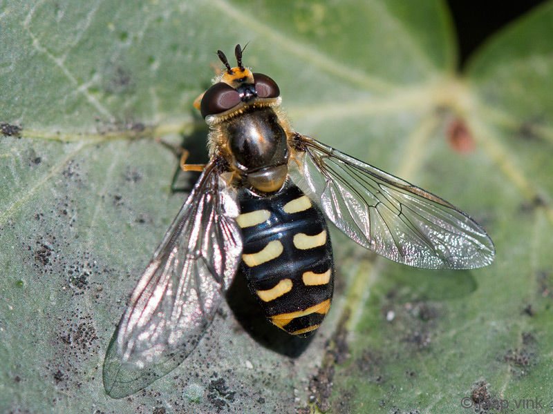 Syrphidae - Grote Kommazweefvlieg - Eupeodes luniger