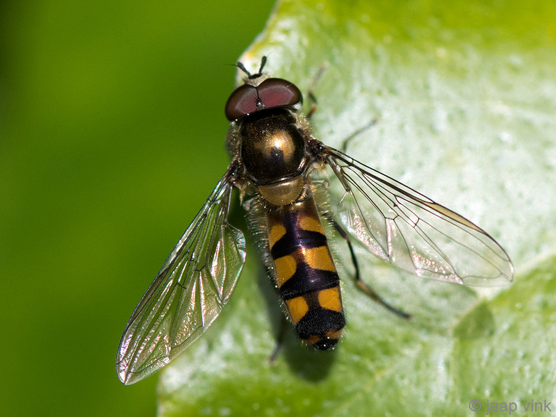 Syrphidae - Variabel Elfje - Meliscaeva auricollis