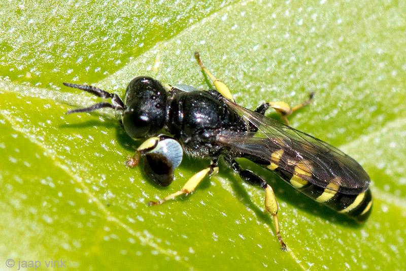 Crabronidae - Kleine Zeefwesp - Crabro peltarius