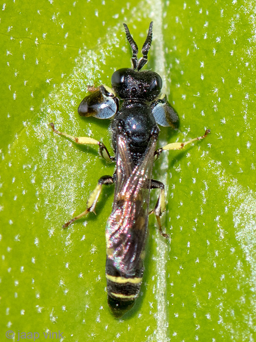Crabronidae - Kleine Zeefwesp - Crabro peltarius