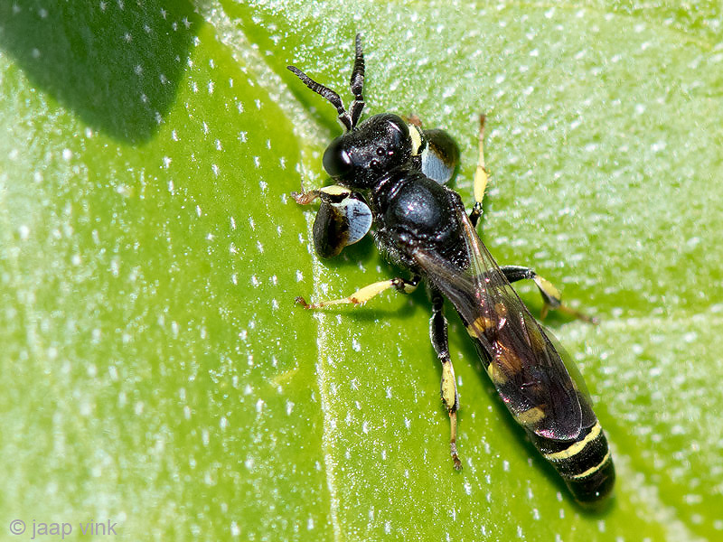 Crabronidae - Kleine Zeefwesp - Crabro peltarius