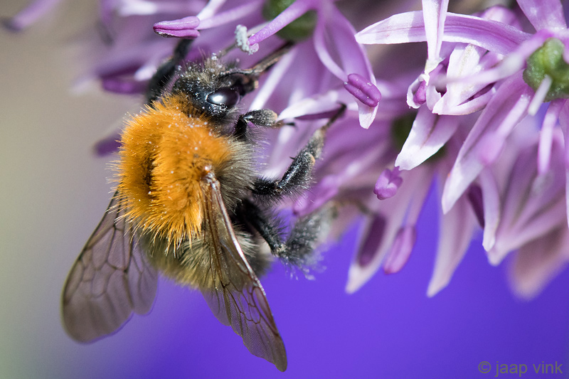 Common Carder Bee - Akkerhommel - Bombus pascuorum
