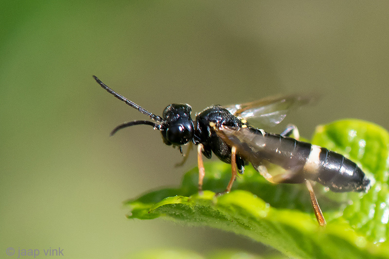 Curled Rose Sawfly - Aardbeibladwesp - Allantus cinctus