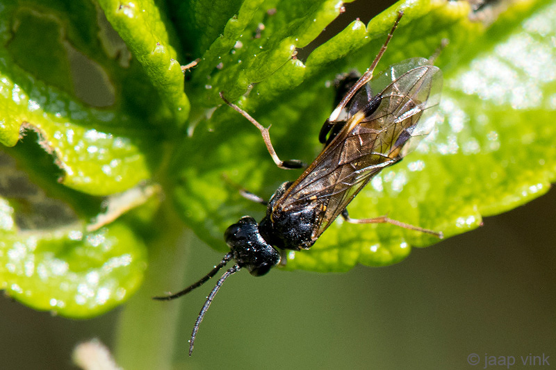 Curled Rose Sawfly - Aardbeibladwesp - Allantus cinctus