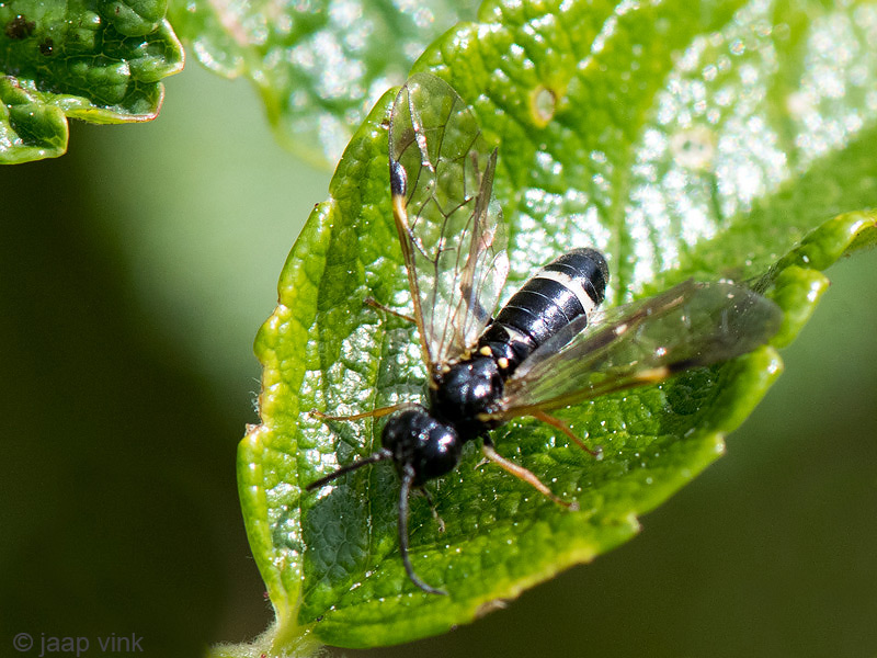 Curled Rose Sawfly - Aardbeibladwesp - Allantus cinctus