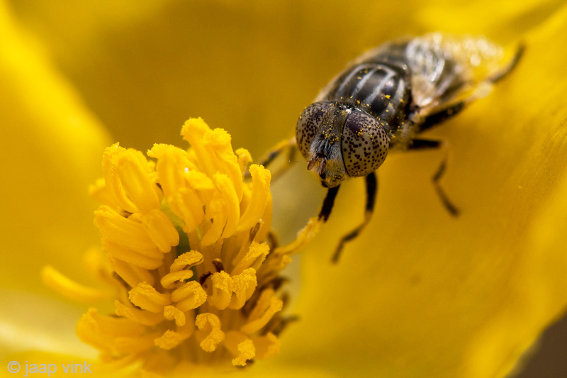 Syrphidae - Weidevlekoog - Eristalinus sepulchralis