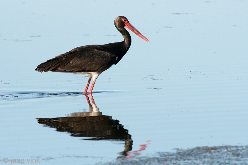Black Stork - Zwarte Ooievaar - Ciconia nigra