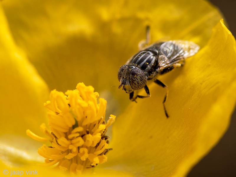 Syrphidae - Weidevlekoog - Eristalinus sepulchralis