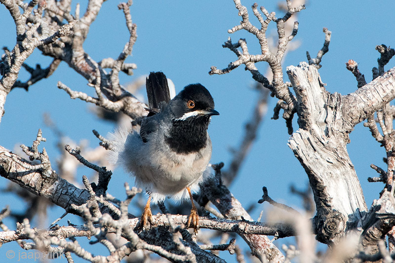 Rppells Warbler - Rppells Grasmus - Sylvia rueppelli