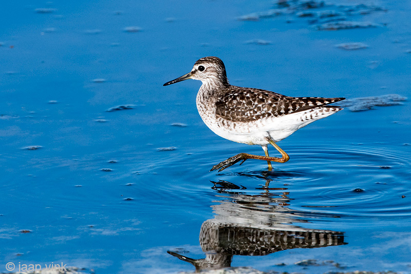 Wood Sandpiper - Bosruiter - Tringa glareola