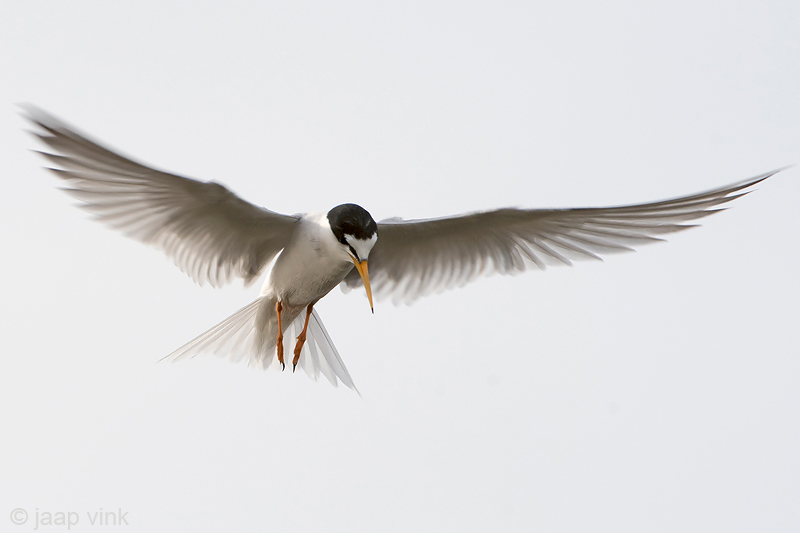 Little Tern - Dwergstern - Sternula albifrons