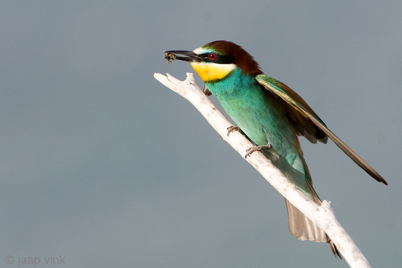 Eurasian Bee-eater - Bijeneter - Merops apiaster