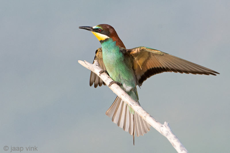 Eurasian Bee-eater - Bijeneter - Merops apiaster