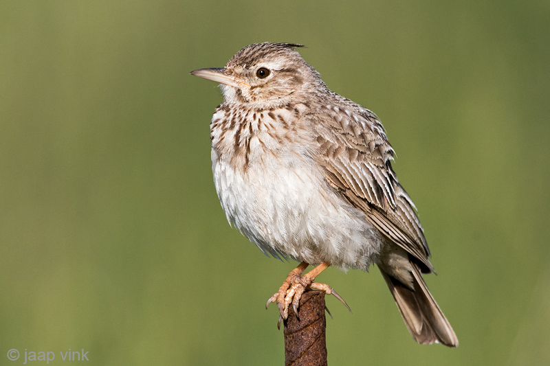 Crested Lark - Kuifleeuwerik - Galerida cristata