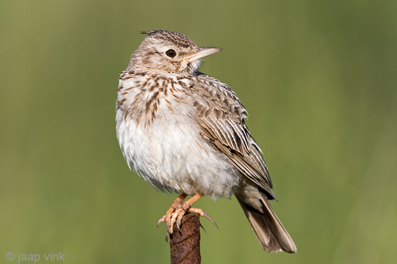 Crested Lark - Kuifleeuwerik - Galerida cristata