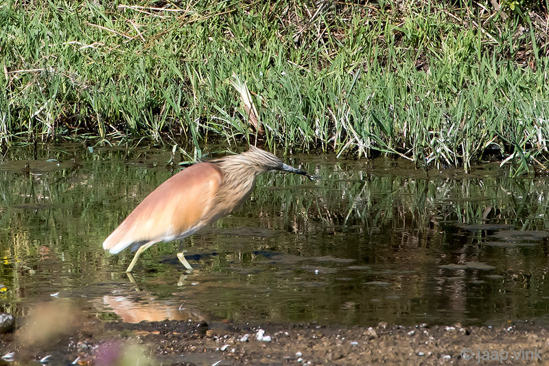 Squacco Heron - Ralreiger - Ardeola ralloides