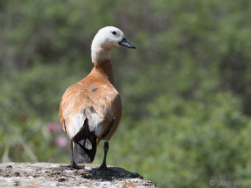 Ruddy Shelduck - Casarca - Tadorna ferruginea