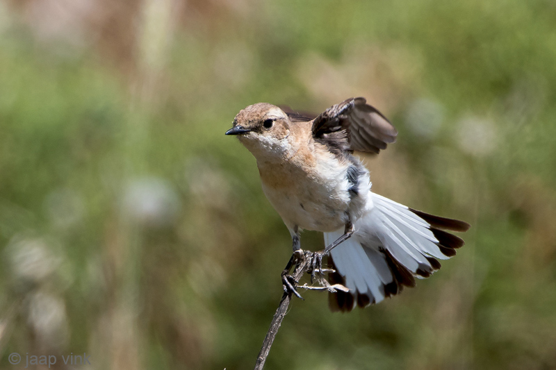 Eastern Black-eared Wheatear - Oostelijke Blonde Tapuit - Oenanthe (hispanica) melanoleuca
