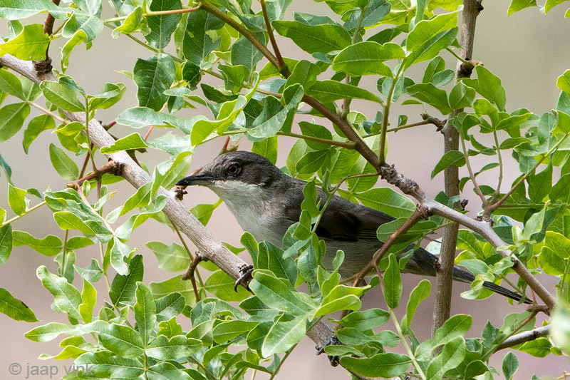 Eastern Orphean Warbler - Oostelijke Orpheusgrasmas - Sylvia crassirostris