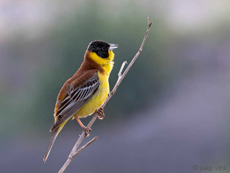 Black-headed Bunting - Zwartkopgors - Emberiza melanocephala