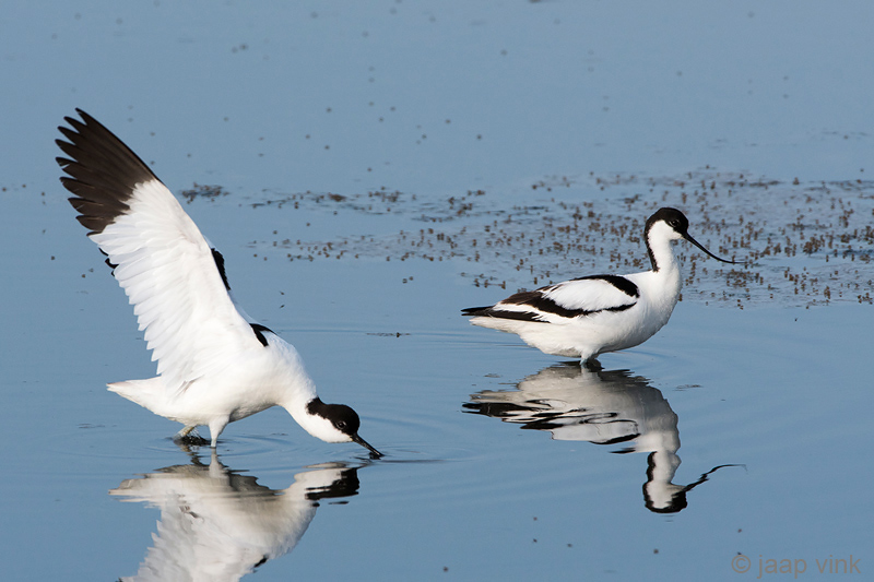 Avocet - Kluut - Recurvirostra avosetta