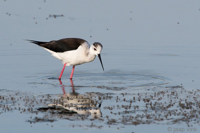 Black-winged Stilt - Steltkluut - Himantopus himantopus