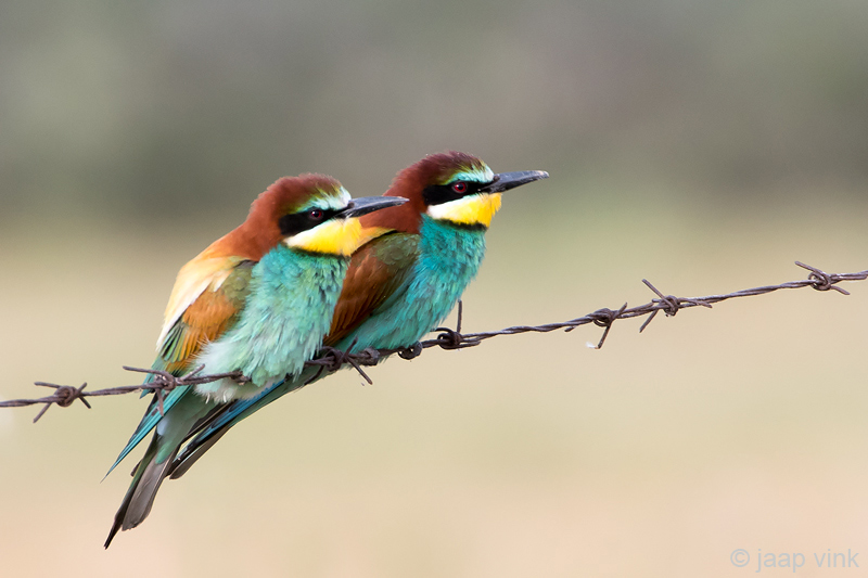 Eurasian Bee-eater - Bijeneter - Merops apiaster
