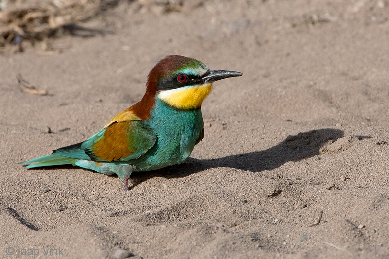 Eurasian Bee-eater - Bijeneter - Merops apiaster