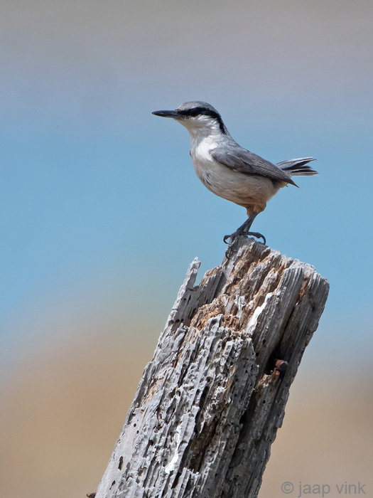 Western Rock Nuthatch - Rotsklever - Sitta neumayer
