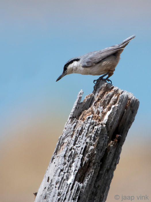 Western Rock Nuthatch - Rotsklever - Sitta neumayer
