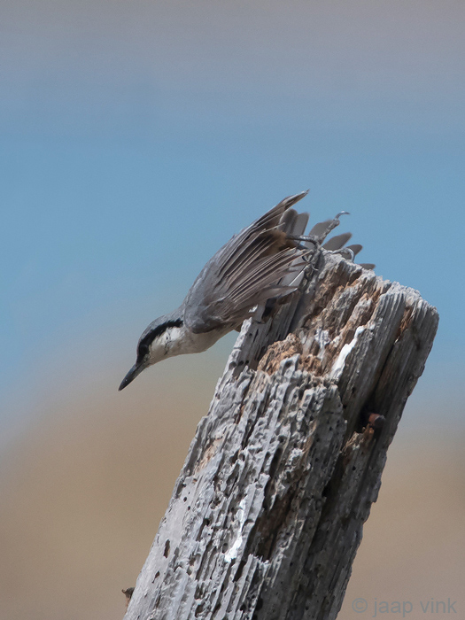 Western Rock Nuthatch - Rotsklever - Sitta neumayer