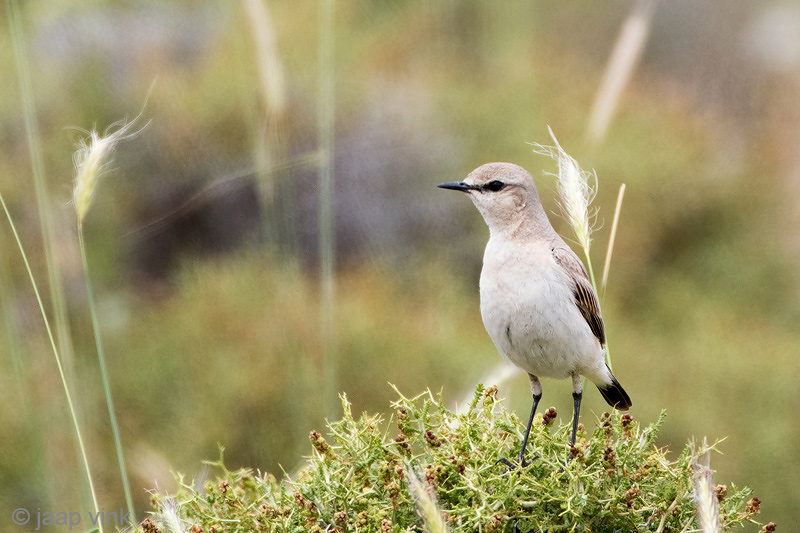 Isabelline Wheatear - Izabeltapuit - Oenanthe isabellina