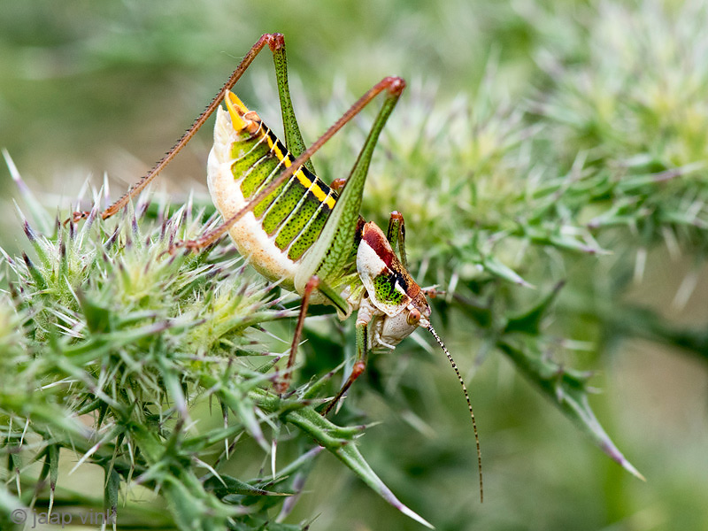Mytilene Bright Bush-cricket - Poecilimon mytilenensis brevissimus