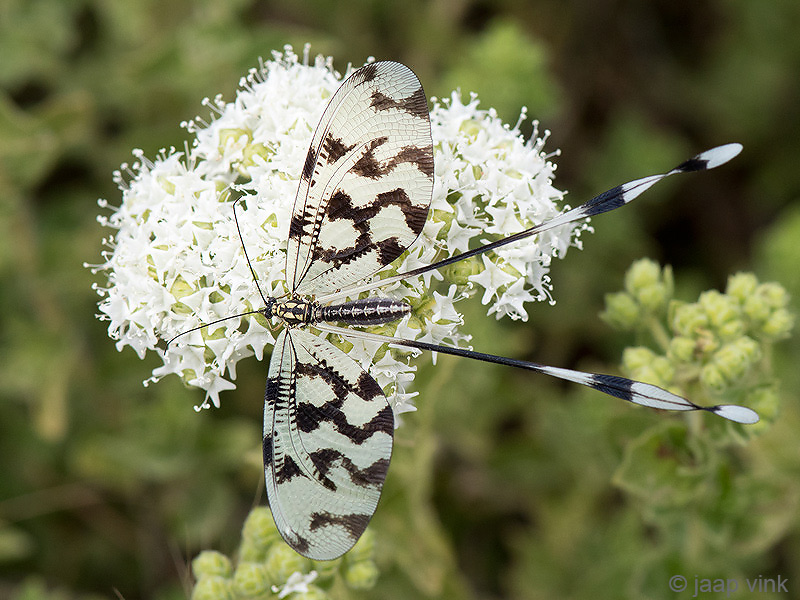 Grecian Streamertail - Griekse Wimpelstaart - Nemoptera sinuata