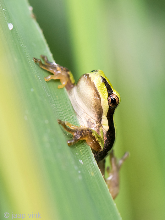 Tree Frog - Boomkikker - Hyla arborea