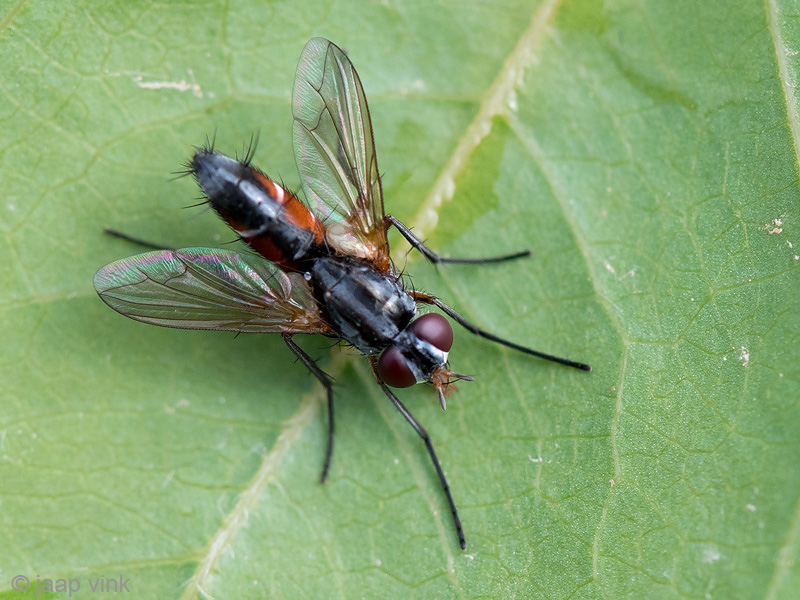 Tachinidae - Mintho rufiventris