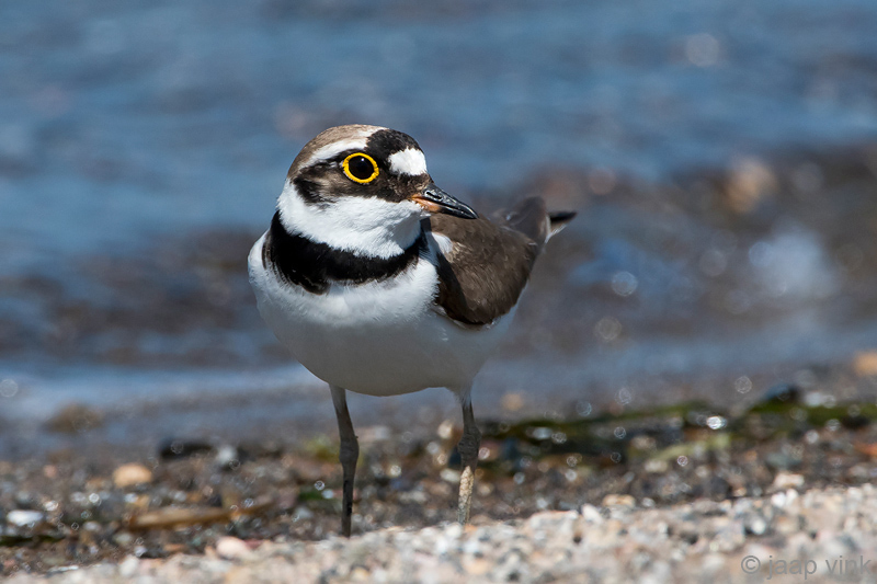 Little Ringed Plover - Kleine Plevier - Charadrius dubius