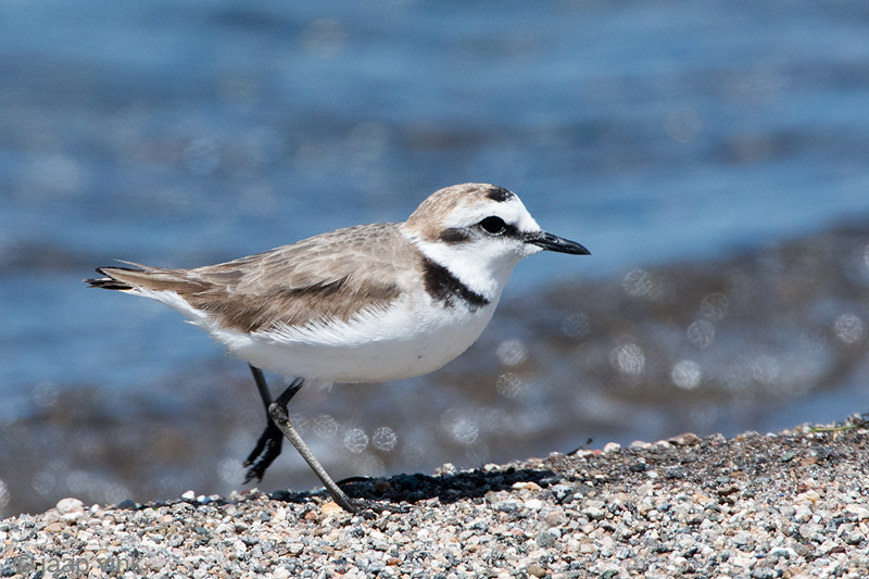 Kentish Plover - Strandplevier - Charadrius alexandrinus