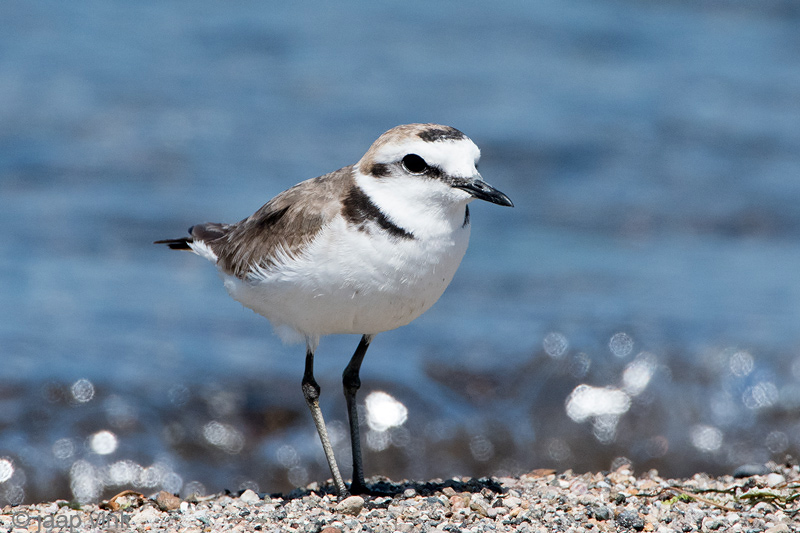 Kentish Plover - Strandplevier - Charadrius alexandrinus