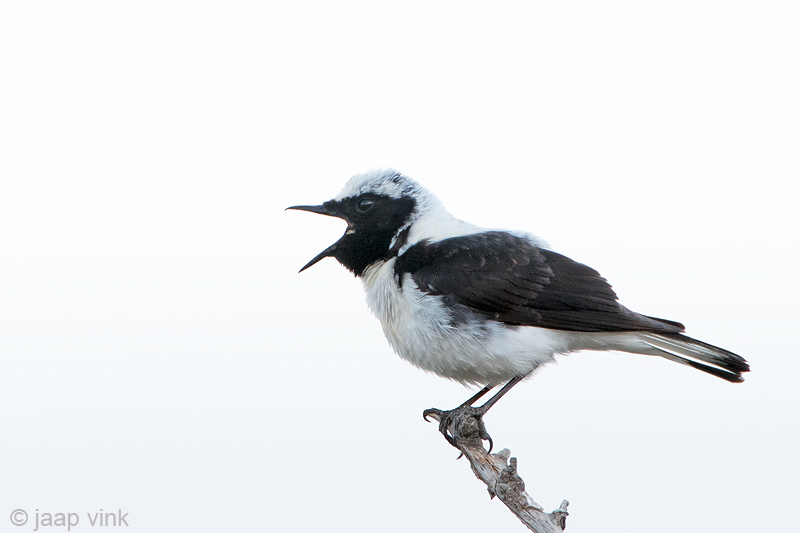 Eastern Black-eared Wheatear - Oostelijke Blonde Tapuit - Oenanthe (hispanica) melanoleuca
