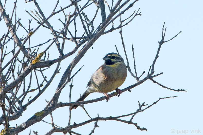 Cirl Bunting - Cirlgors - Emberiza cirlus