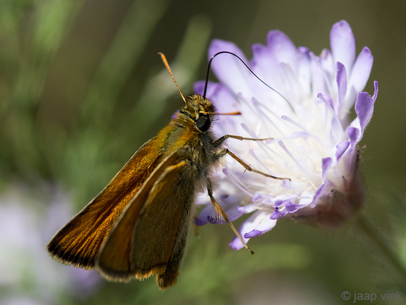 Small Skipper - Geelsprietdikkopje - Thymelicus sylvestris