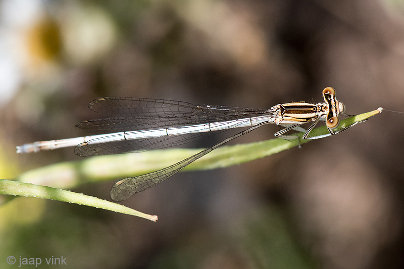 White-legged Damselfly - Blauwe Breedscheenjuffer - Platycnemis pennipes