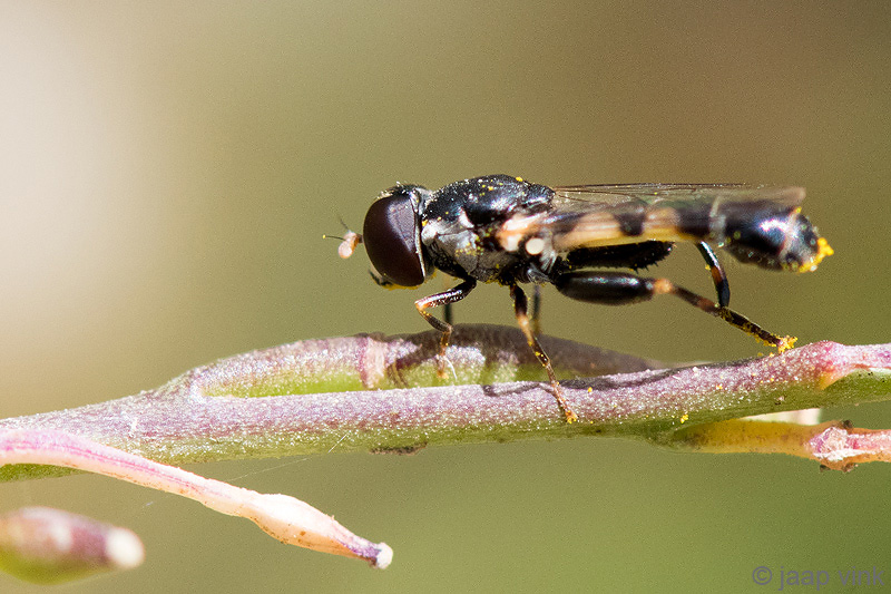 Thick-legged Hoverfly - Menuetzweefvlieg - Syritta pipiens