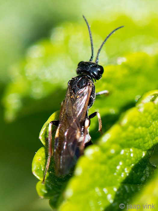 Curled Rose Sawfly - Aardbeibladwesp - Allantus cinctus