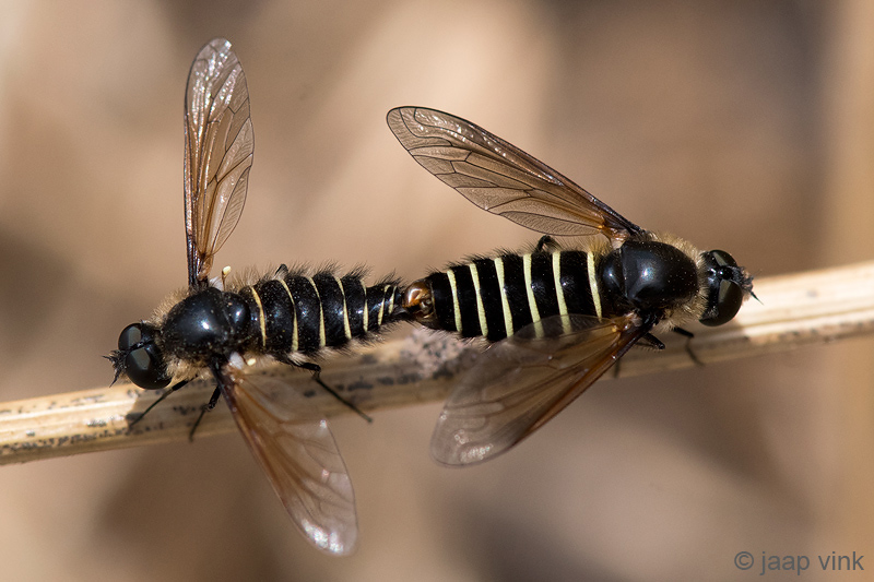 Bombyliidae - Kale Wolzwever - Lomatia lateralis