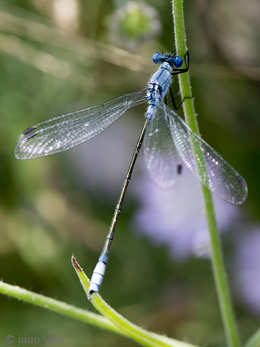 Dark Spreadwing - Grote Pantserjuffer - Lestes macrostigma