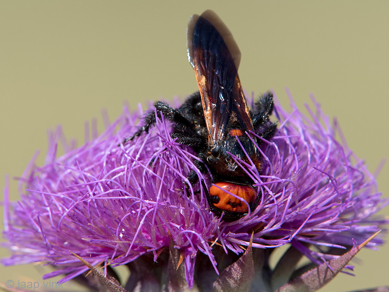 Mammoth Wasp - Oostelijke Dolkwesp - Scolia flavifrons