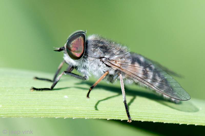 Horsefly species - Runderdaas species - Tabanus spec.
